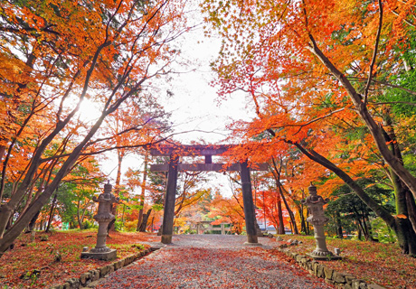 大原野神社 撮影コース